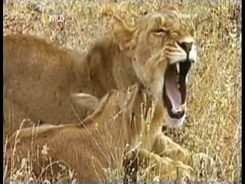 Youtube: MUST WATCH: A Lioness Adopts a baby antelope. A short documentary that will open your eyes.