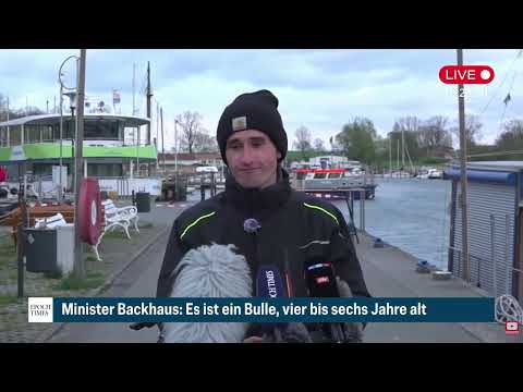 Youtube: Buckelwal Stellungnahme Initiative Einsatzleiter Felix Bohnsack 19:15 Uhr