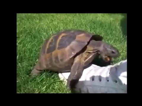 Youtube: Turtle Remix Compilation