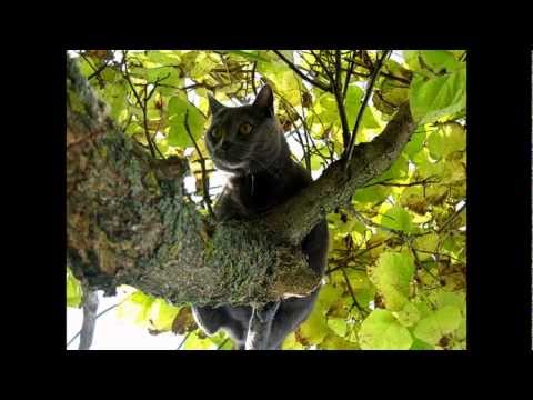 Youtube: Katzen lauern überall...