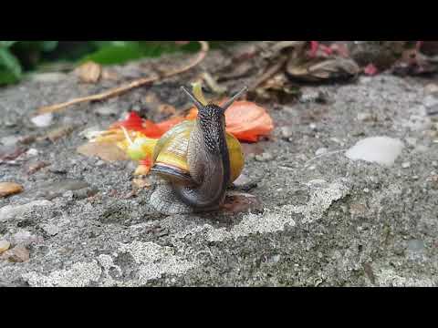 Youtube: Hausputz bei der Hain Bänderschnecke (capaea hortensis)