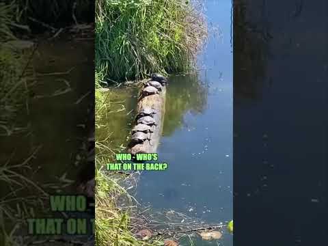 Youtube: Elephant and Turtle Mayhem