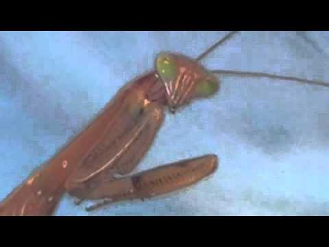 Youtube: Dramatic mantis