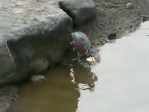 Youtube: Unglaublich Vogel fängt Fisch mit einem Brotstückchen !
