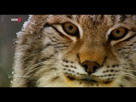 Youtube: Planet Wissen - Luchse, zurück in deutschen Wäldern