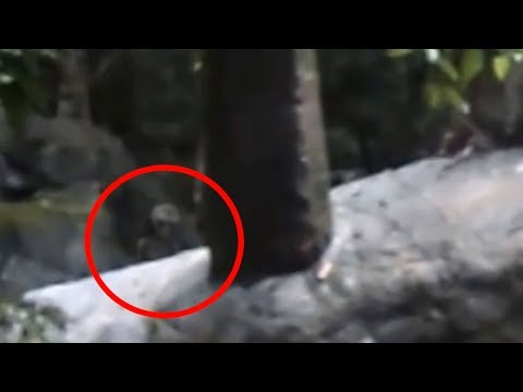 Youtube: 5 Unknown Creatures Caught On Camera & Spotted In Real Life!