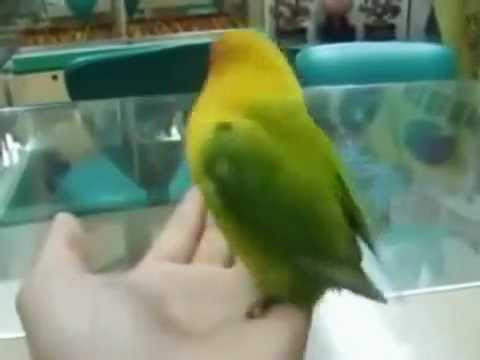 Youtube: Papagei kriegt Orgasmus <i class=