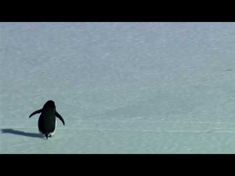 Youtube: Nihilist Penguin (Werner Herzog)