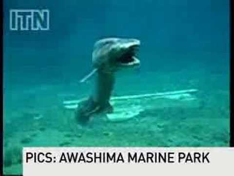 Youtube: Prehistoric shark captured on film #viral