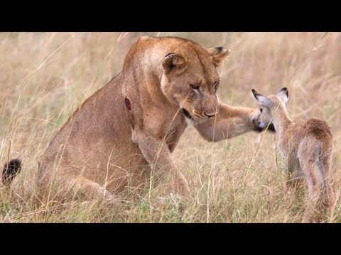 Youtube: 5 UNGLAUBLICHE Tiere, die anderen Tieren geholfen haben!