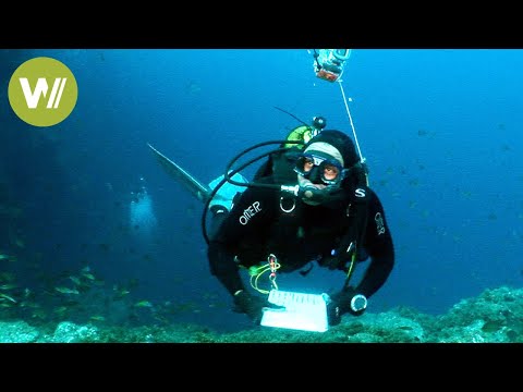 Youtube: Verborgene Riesen der Meere - Seeberge im Atlantischen Ozean (Doku, 2009)