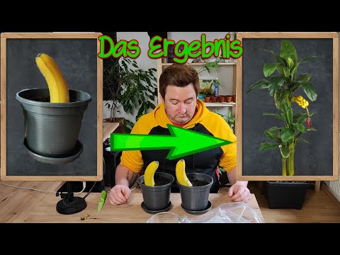 Youtube: Das Ergebnis - Selbst Banenenstaude ziehen