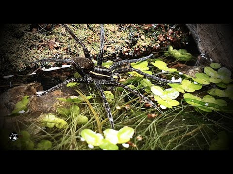 Youtube: Six-spotted Fishing Spider - Rehousing & Feeding