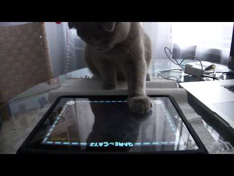 Youtube: 😹Scottish Fold Cat plays Game for Cats on iPad 😻