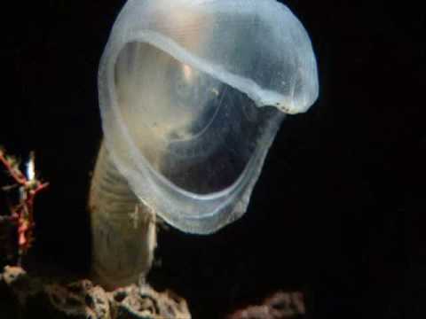 Youtube: BBC Planet Earth/Blue Planet - Deep ocean creatures