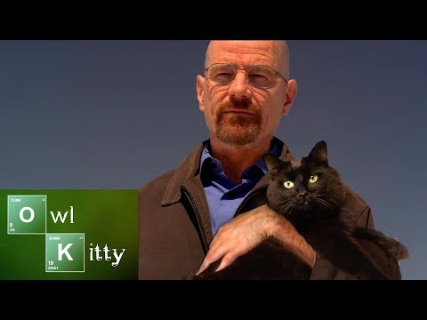 Youtube: If Walter White had a Cat