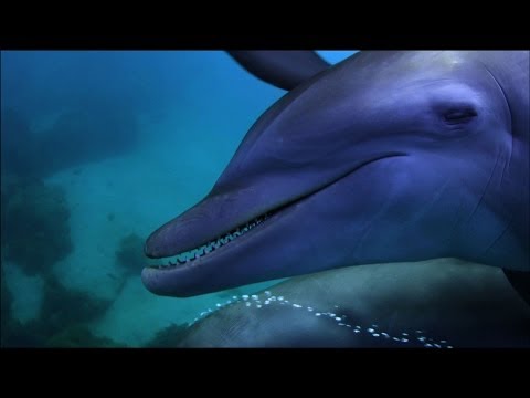 Youtube: Dolphins purposely 'getting high' on pufferfish - Dolphins - Spy in the Pod: Episode 2 - BBC