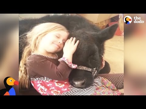 Youtube: Girl Sneaks Baby Cow into Her House and the Cow Breaks in Again a Year Later | The Dodo