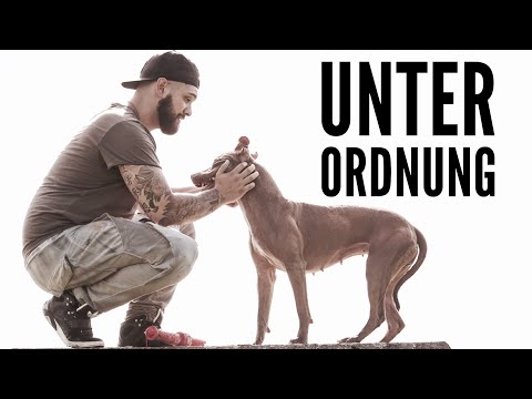 Youtube: Unterordnung - Training mit American Pitbull Terrier Amalia
