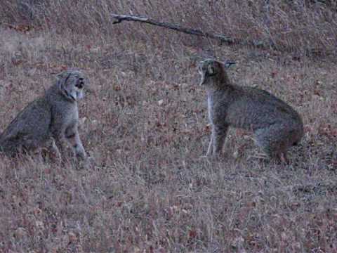 Youtube: Lynx Alberta Canada