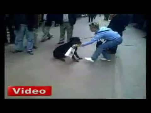Youtube: Cat Attacks Rottweiler