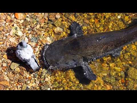 Youtube: The Catfish That Hunts Pigeons - Rare Attacks Caught in 4K UHD