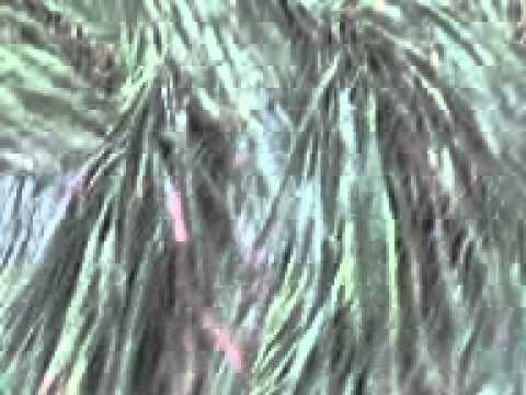 Youtube: crop circle in farm (23-01-2011).3gp