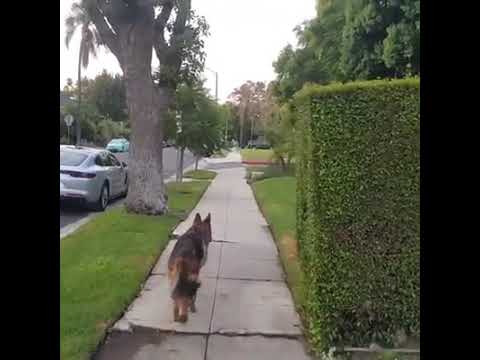 Youtube: German Sheperd realizes owner isnt behind him any more.