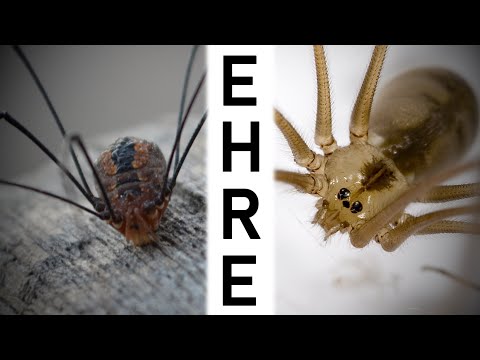 Youtube: Weberknechte & Zitterspinnen die Ehrenmänner