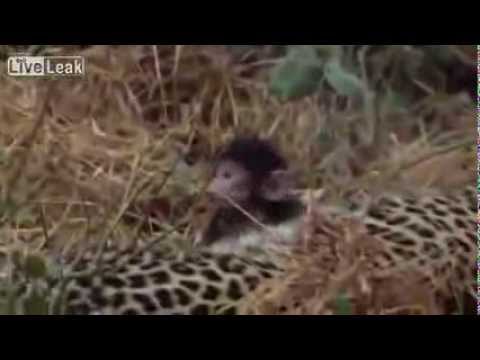 Youtube: Jaguar take care of small monkey, after killed its mother