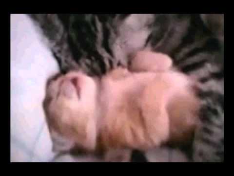 Youtube: Cat Hugs Baby Kitten Having Nightmare