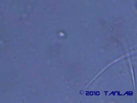 Youtube: TanLab Mikrobiologie Organismen