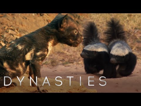 Youtube: Painted Wolf Fights Off Honey Badgers To Protect Pups | Dynasties | BBC Earth