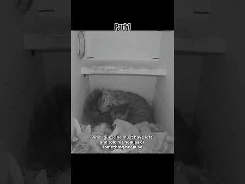Youtube: the story of Maxine 🐿 and the bees🐝 by Derrick Downey Jr. (IG) #shorts