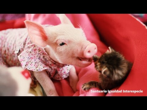 Youtube: Cerdita y gatita dándonos una lección de amor ♥