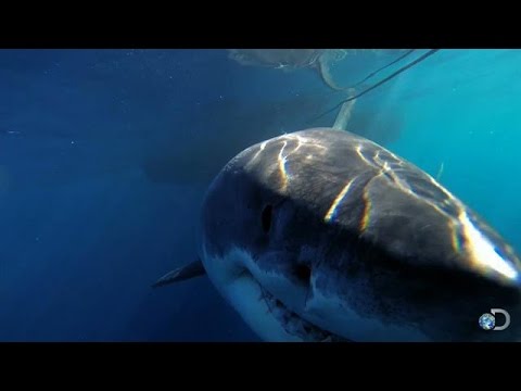 Youtube: One of the Biggest Great Whites Ever Filmed | Jaws Strikes Back