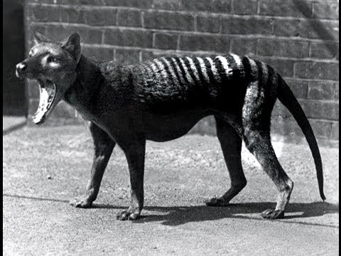 Youtube: Last Tasmanian Tiger 1933