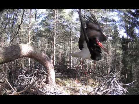 Youtube: 11/04/2016  14:12 LK-must-toonekurg - BS stranger on the nest