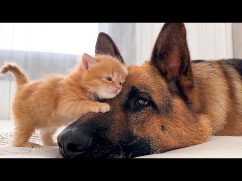 Youtube: KITTEN Falls In Love With GERMAN SHEPHERD!