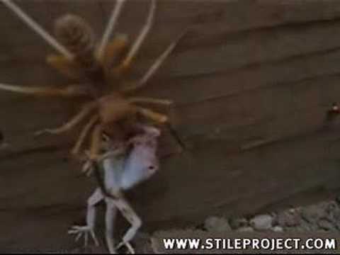 Youtube: camel spider