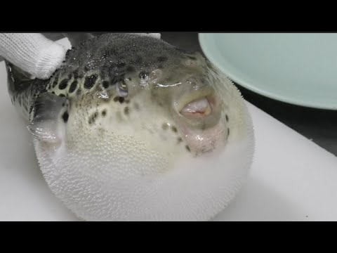 Youtube: The veteran chef who has 35 years experience cleans puffer fish.