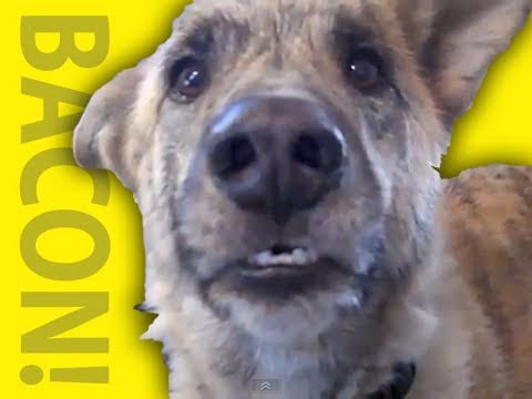 Youtube: Ultimate Dog Tease