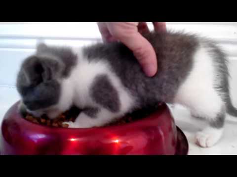 Youtube: Angry Kitten Eating
