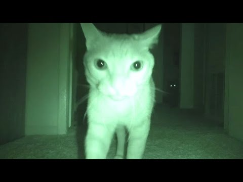 Youtube: What Cats Do At Night...