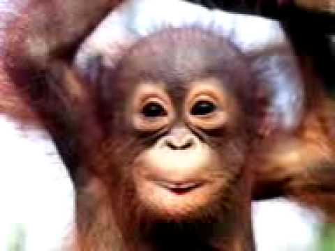 Youtube: Der kleine Affe Happy Birthday
