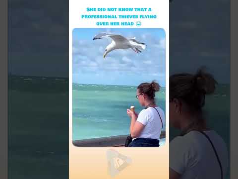 Youtube: This is proof everyone loves ice cream… 😂