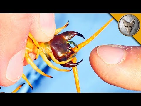 Youtube: BITTEN by a GIANT DESERT CENTIPEDE!