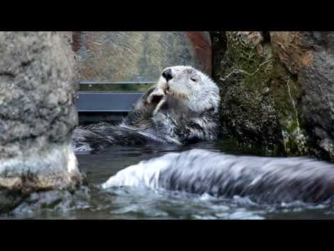 Youtube: Cute Otters Bathing - HD