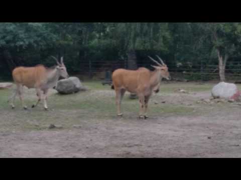 Youtube: Besuch im Tiergarten