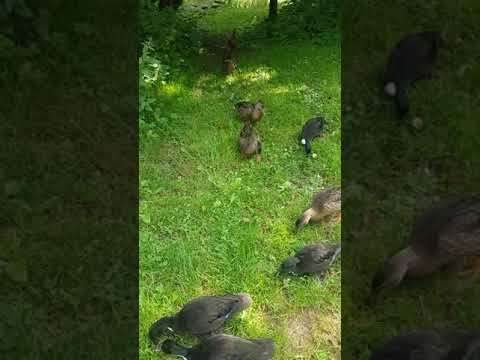 Youtube: wild ducks follow me